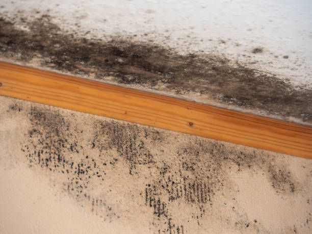 Environmental Consulting for Mold Prevention in Stowell, TX