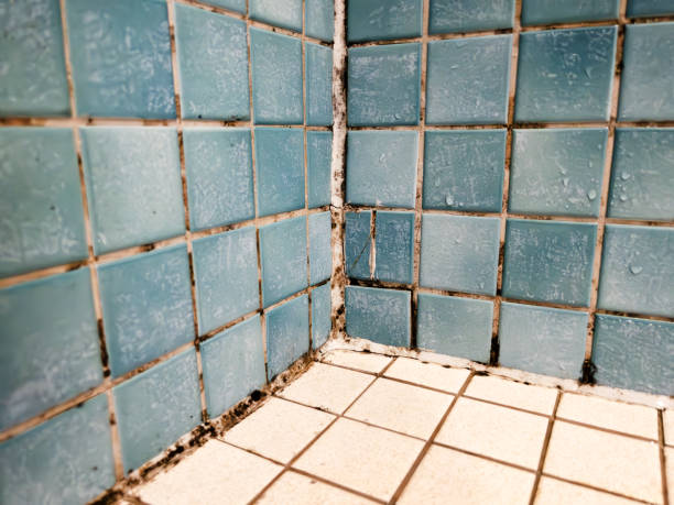 Best Residential Mold Inspection & Testing  in Stowell, TX