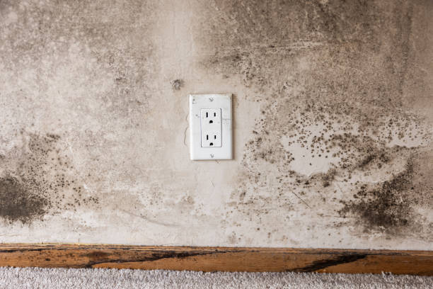 Best Emergency Mold Remediation  in Stowell, TX