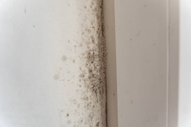 Best Environmental Consulting for Mold Prevention  in Stowell, TX