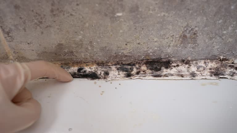 Best Real Estate Mold Inspection  in Stowell, TX