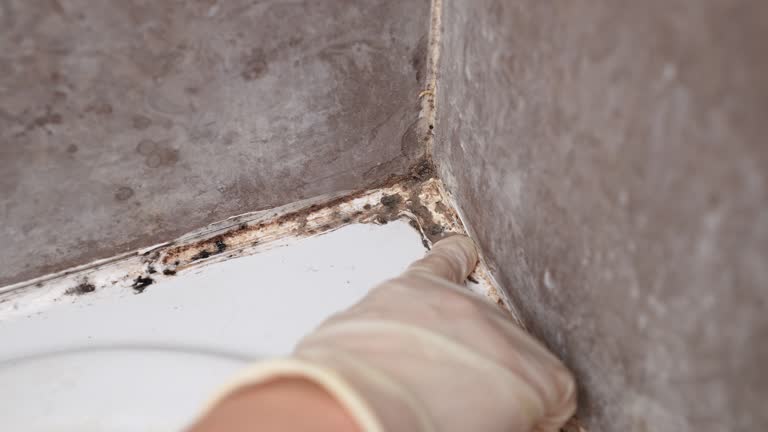 Best Forensic Mold Investigation  in Stowell, TX