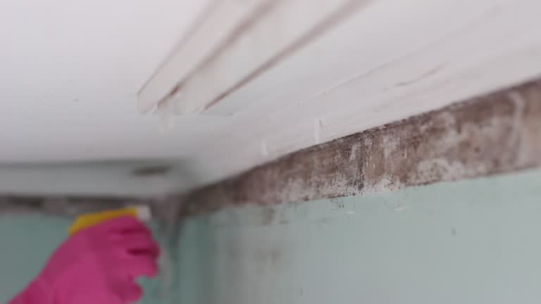 Professional Mold Removal in Stowell, TX